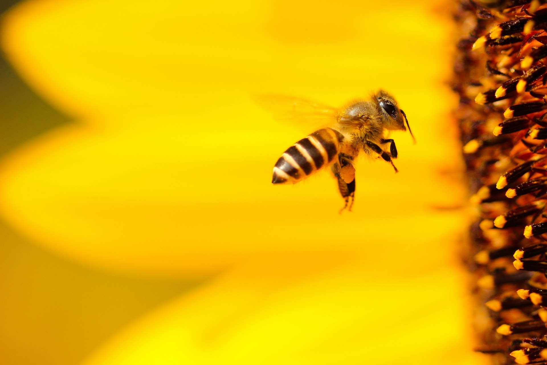 Read more about the article Das Zwei-Grad Ziel der Bienen